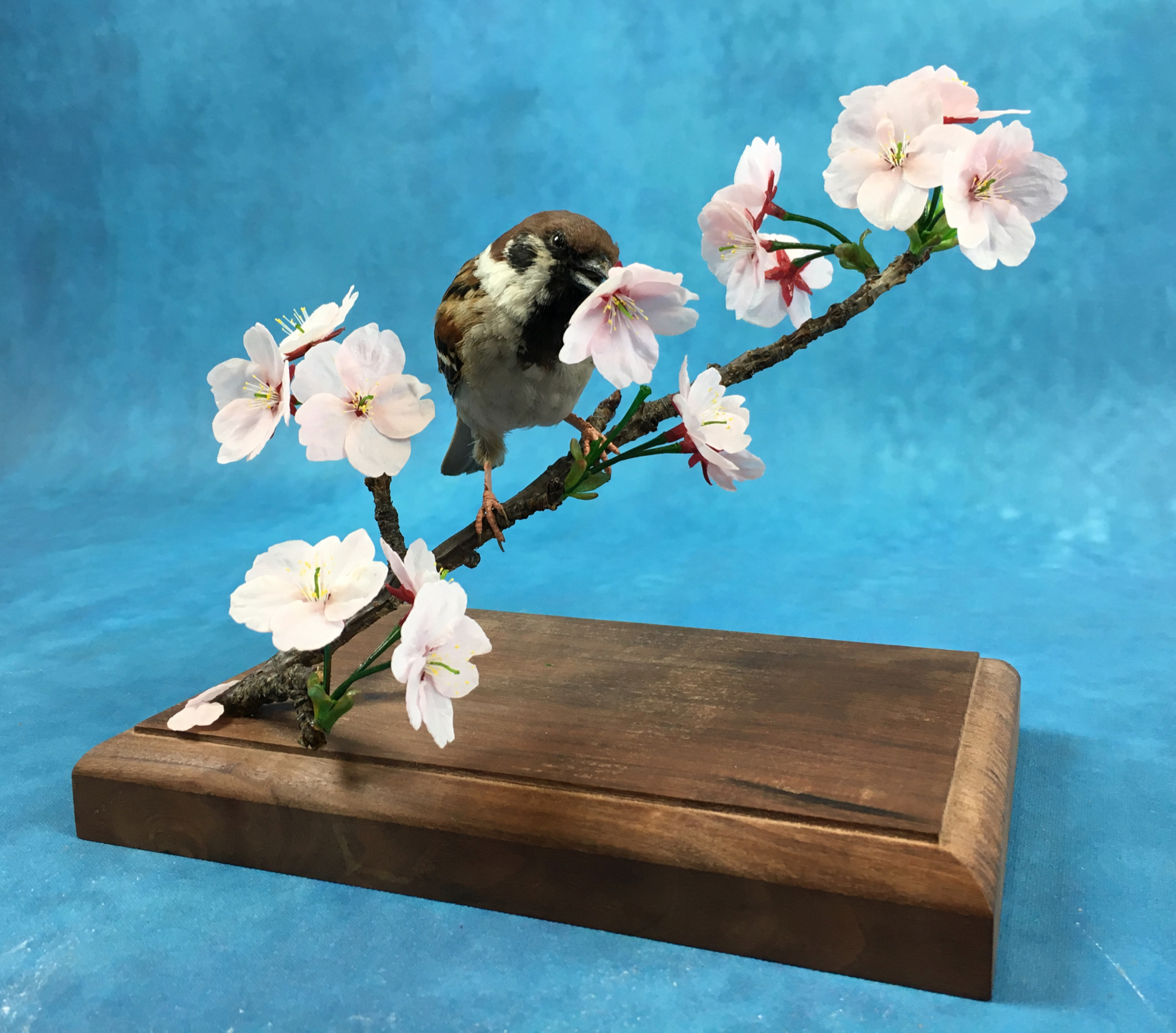 浜口標本 Hamaguchi Taxidermy | Super Studio Kitakagaya | 大阪 北